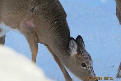 Is That A Deer Floating Down A Maine River?