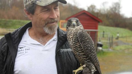 Crop-Destroying Birds Better Prey These Falcons Don't See Them