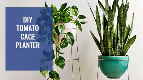 DIY Tomato Cage Planter