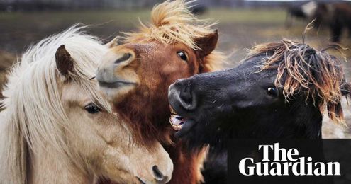 Beware the long face: horses remember your mood