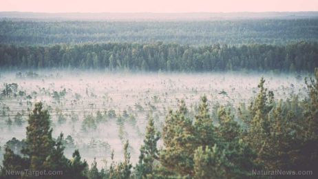 Fog harvesting could help alleviate water shortages