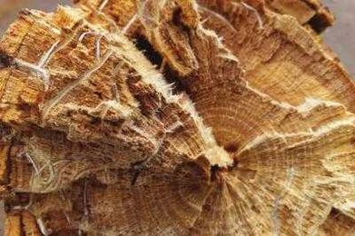 Trees are in trouble, but there are things we can do to save them