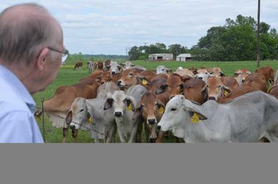 Prenatal stress may alter cattle behavior