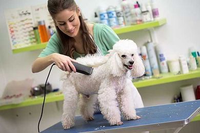 Who's Your Favorite Pet Groomer?