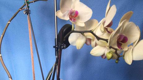 Aerial roots on orchid are normal