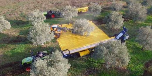 This machine shakes olives off trees and collects them in a retractable sheet