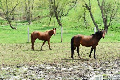 Tips on Establishing Better Drainage on Horse Pastures