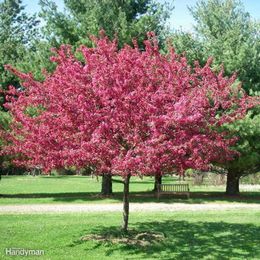 Great Trees to Consider Planting in Your Yard This Spring