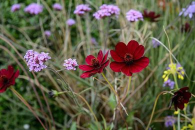 Six essential features of a wildlife garden