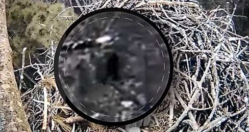 Does Big Foot Live in the Woods of East Lansing?!?