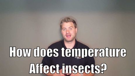 How does temperature affect insects?