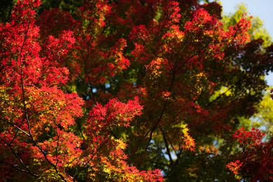 The 10 Most Common Trees You Are Likely to See in North America