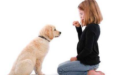 Board and Train is multi-tasking for dogs and their owners