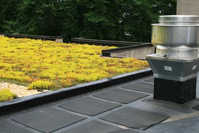 Vegetative Roofs: 3 Tips for Planning Maintenance