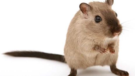 Rats Are Chowing Down on New Car Wiring, Because It's Made With Soy