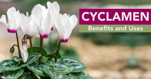 Cyclamen: Benefits and Uses