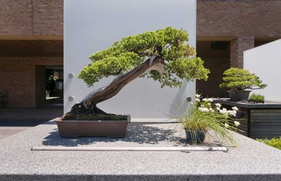 Telling a Story of a Tree's Life Through Bonsai