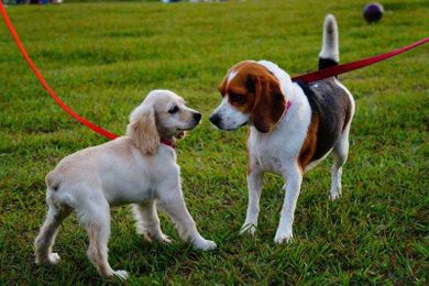 VETERINARY VIEWPOINTS: Dog parks: What you need to know