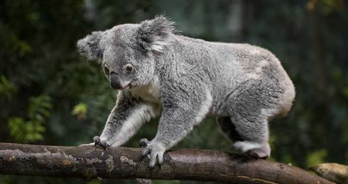 Truth or Tail: Koalas are not a type of bear.