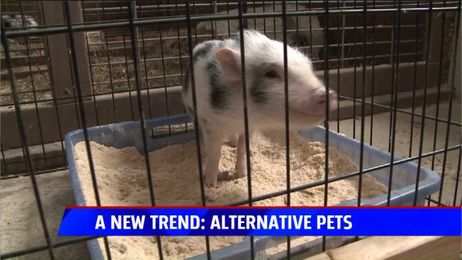 Exotic pets becoming a growing trend: what to know before you buy