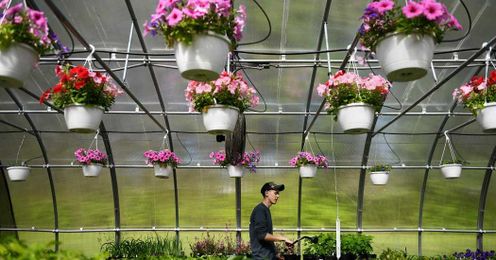 How to Become a Plant Parent