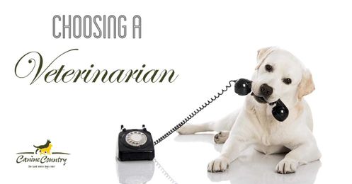 Tips for Choosing a Vet