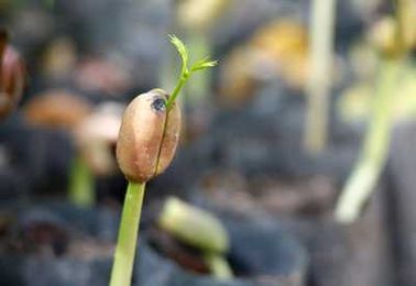 How Long Will Seeds Last?