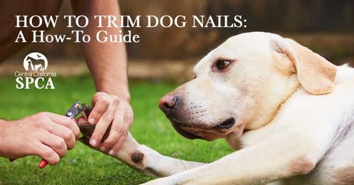 How to Trim Dog Nails: A How-To Guide