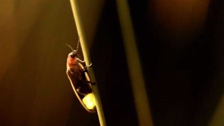 Are there fireflies where you live? Utah researchers want to know