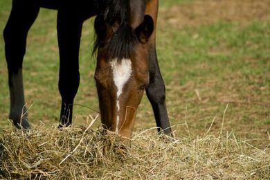 Forage-Only Diet for Performance Horses Evaluated