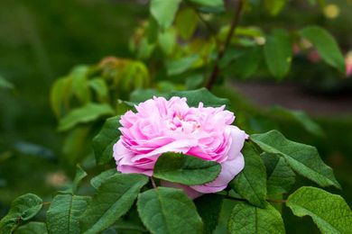 Roses in Your Garden