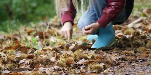 Gifts from Nature: Creative Inspiration and Free Art Supplies!