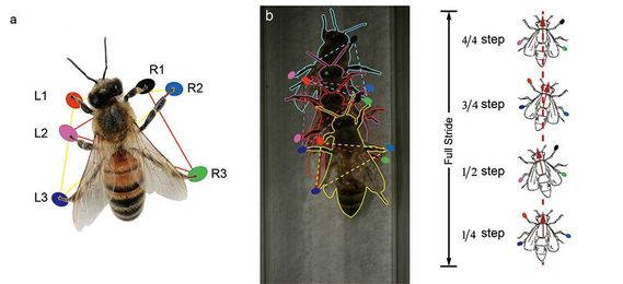 Want a Wall-Walking Robot? Look to the Honey Bees
