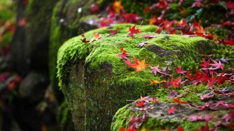 Dirty Fingernails: What to do with all that moss