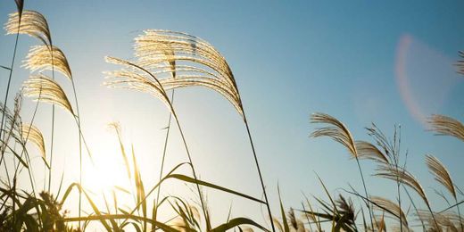 How to Grow Ornamental Grasses