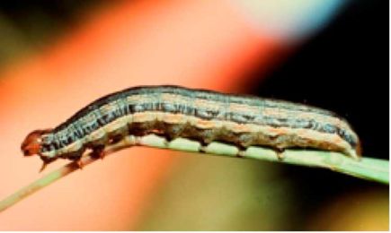 Insects : Don't confuse cutworm with army worms