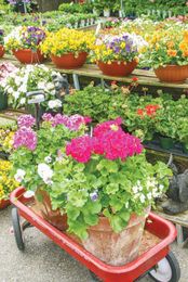 Learn to read a nursery plant tag
