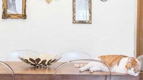 10 Fresh Feeding Supplies for Your Pet