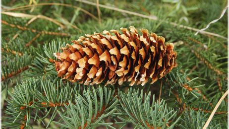 Commentary: When is a pine cone not a pine cone?