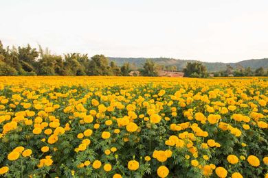 Reasons to Plant Flowers alongside Vegetables