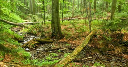 Two Studies Reveal Amazing Resilience of Older Forests