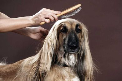 5 Must-Have Dog Grooming Supplies