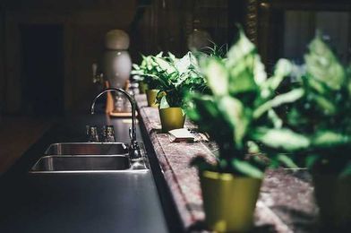 5 Health Benefits of Having Plants in Your Home