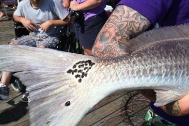 How many spots did your best red drum have? Let us know.