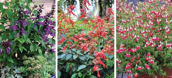 Shrubs and Perennials to Attract Butterflies