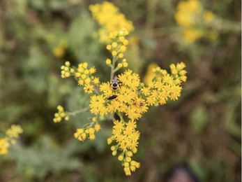 Want to make your home more bee-friendly? Consider these plants.