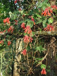 To love honeysuckle, plant the right one in the right spot