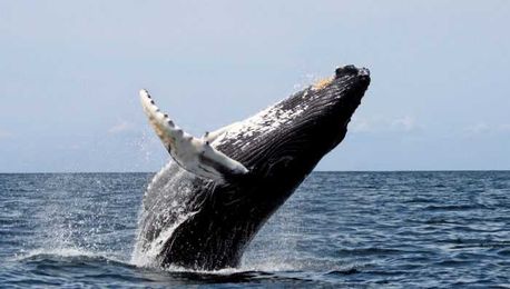 Marine Mammals Of Mexico: Are We Successfully Protecting Them?