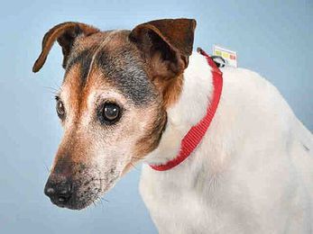 Meet Sweet Senior Citizens Who Would Love a Family