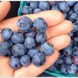 Pick Your Own Strawberries, Blueberries, Peaches, Apples and Pumpkins